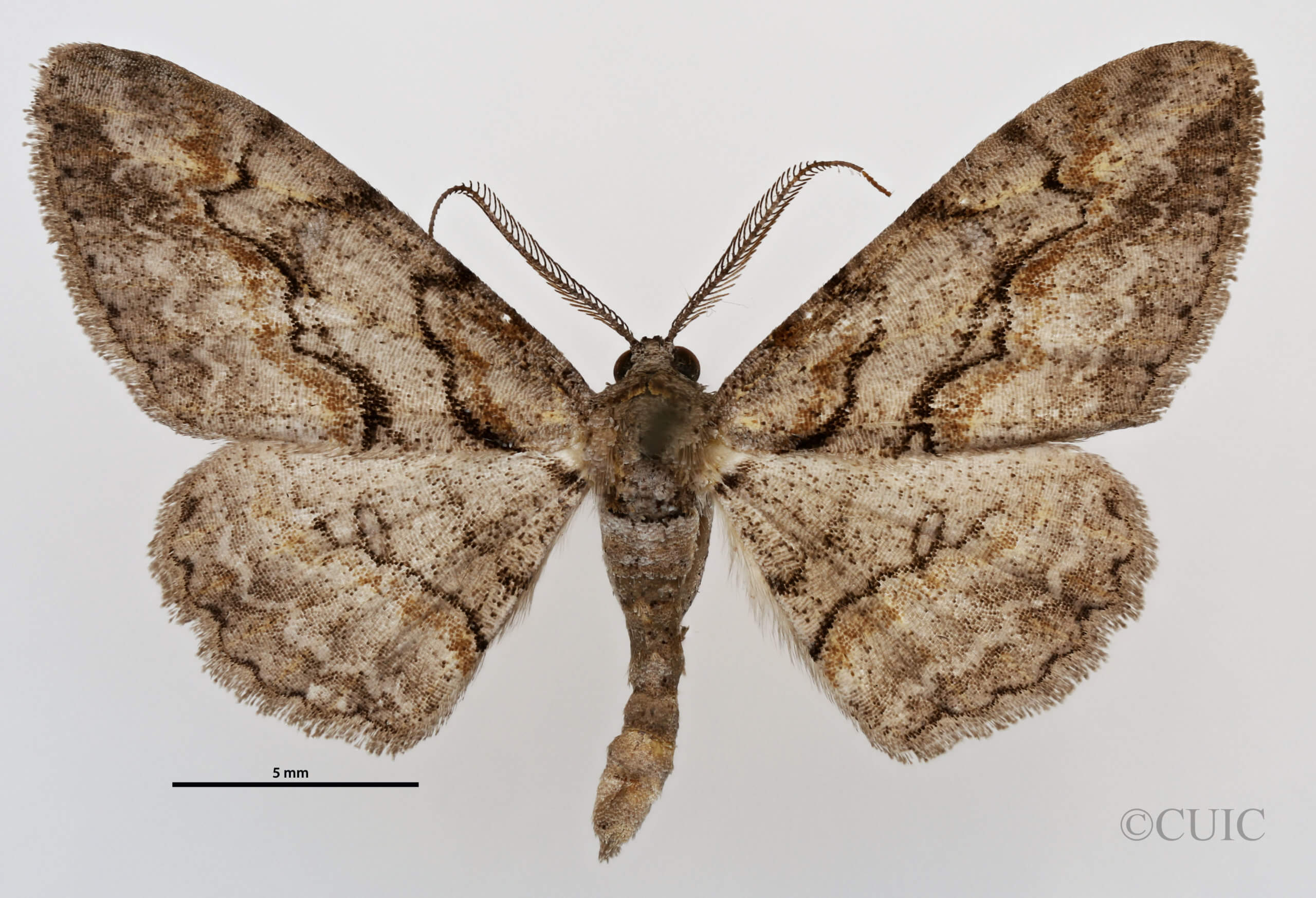 dorsal view of adult Iridopsis humaria