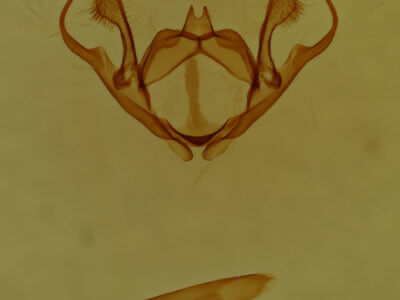 genitalia view of adult Iridopsis vellivolata