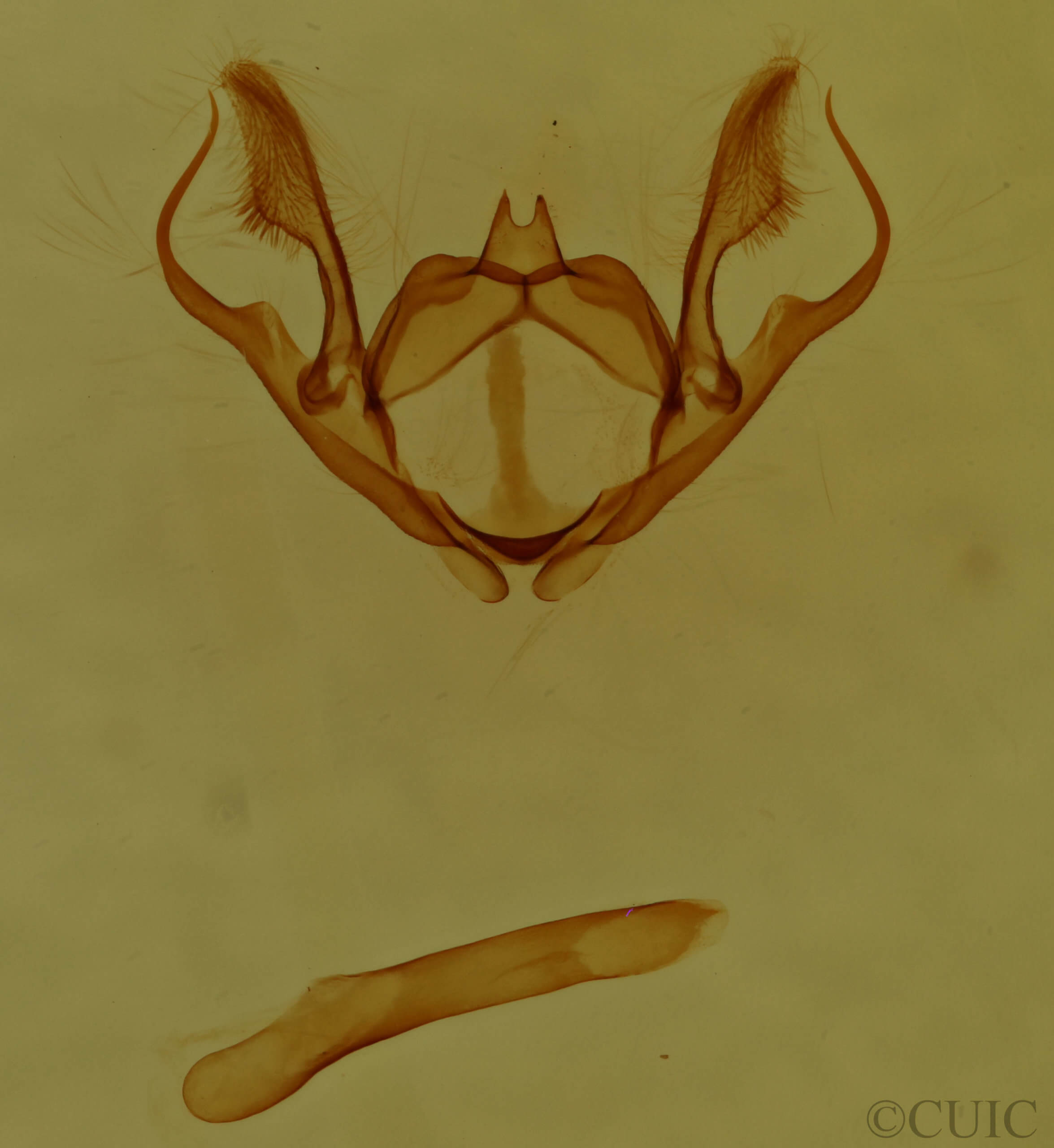 genitalia view of adult Iridopsis vellivolata