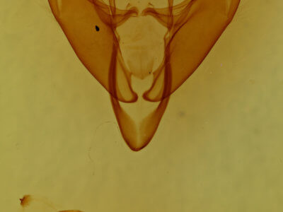 genitalia view of adult Iridopsis vellivolata