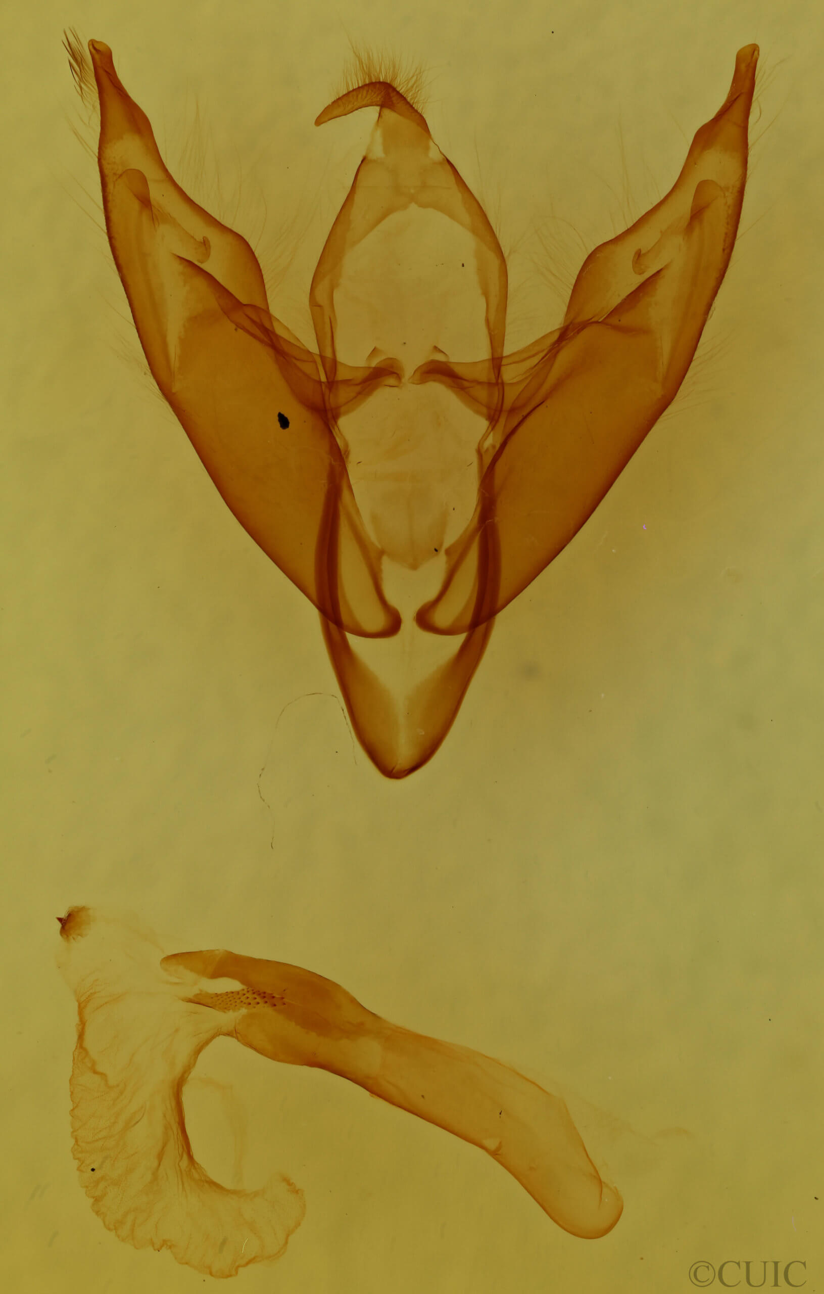 genitalia view of adult Iridopsis vellivolata