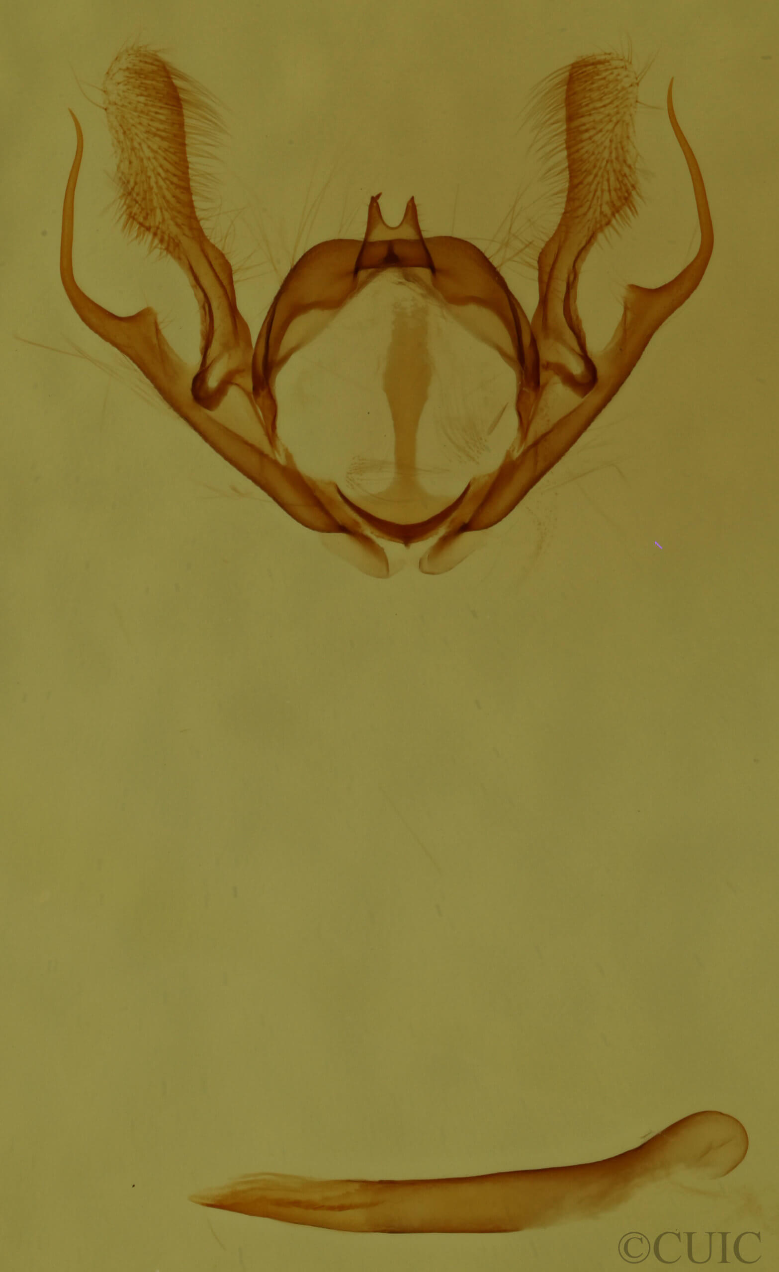 genitalia view of adult Iridopsis vellivolata