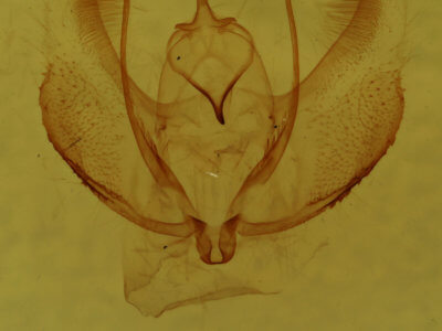 genitalia view of adult Plagodis pulveraria occiduaria