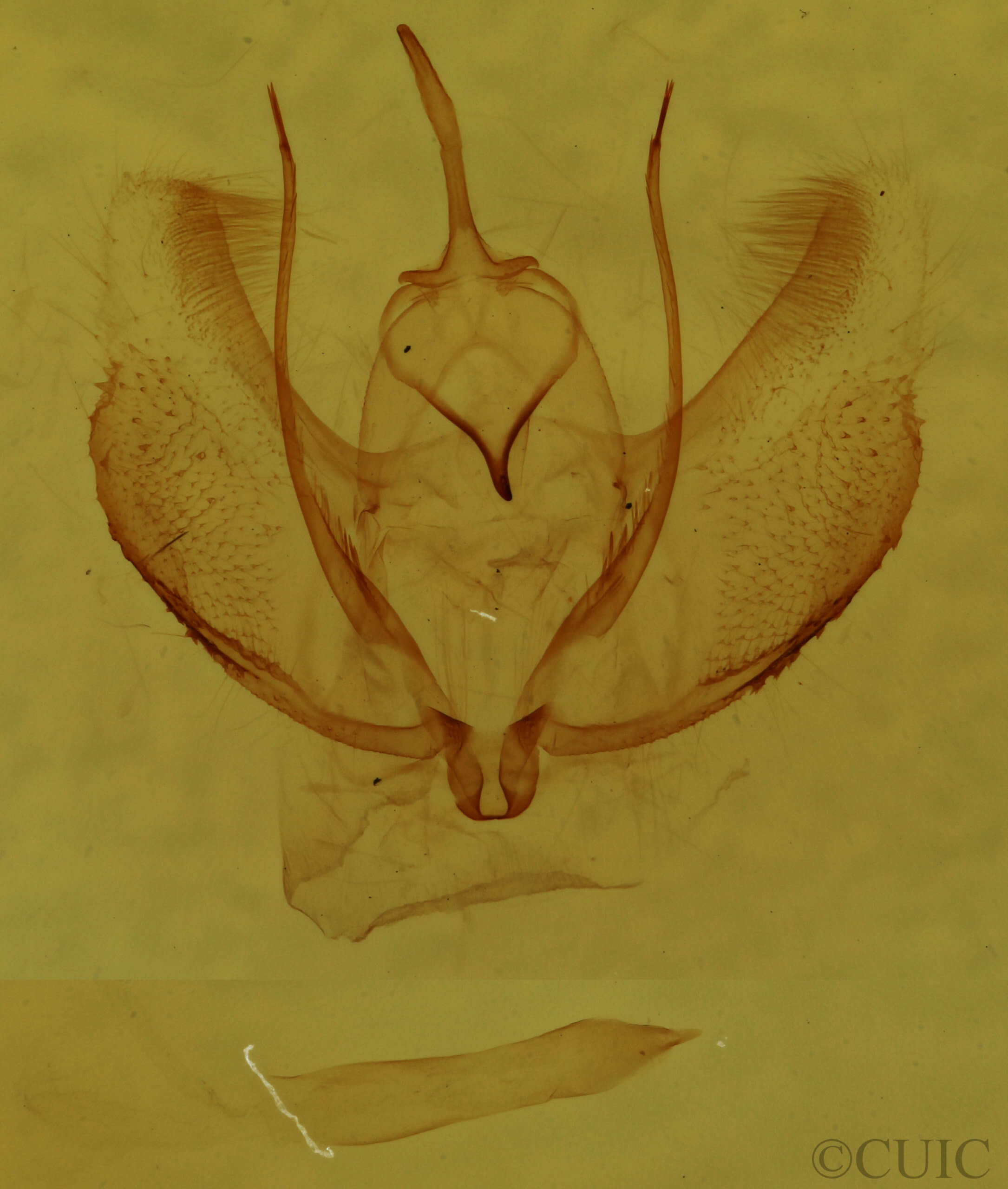 genitalia view of adult Plagodis pulveraria occiduaria