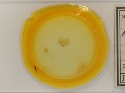 slide view of adult Plagodis pulveraria occiduaria