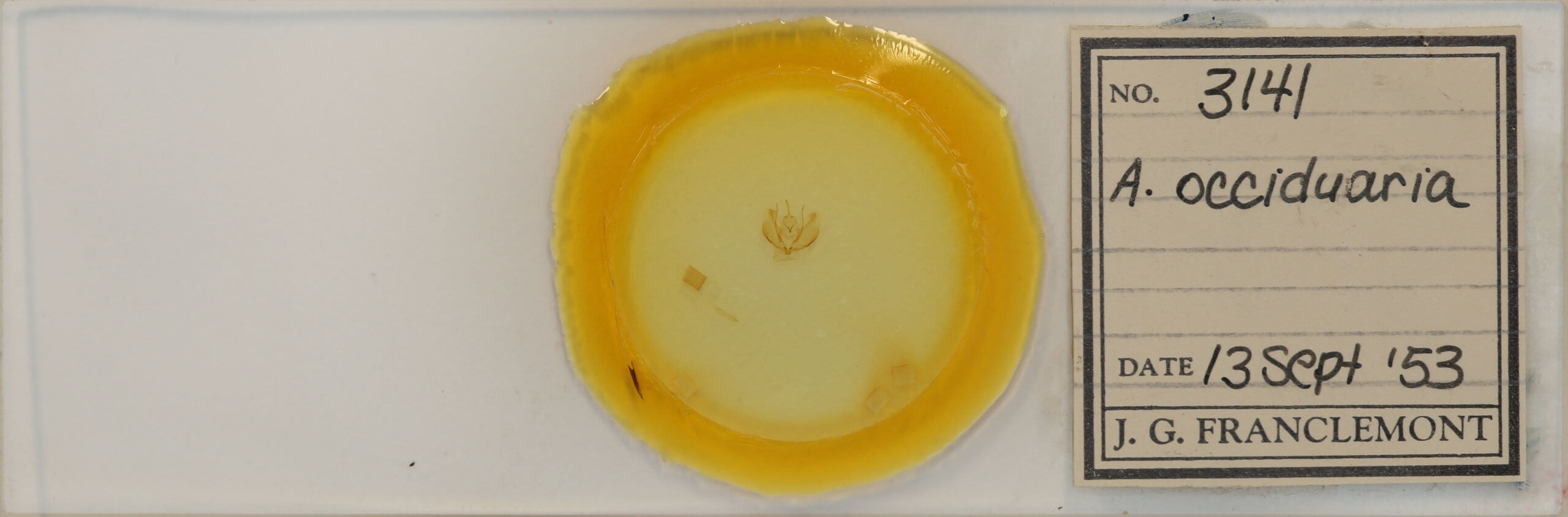 slide view of adult Plagodis pulveraria occiduaria