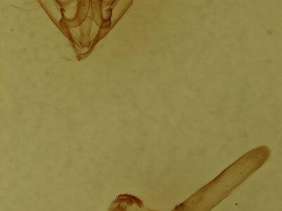 genitalia view of adult Anavitrinella pampinaria