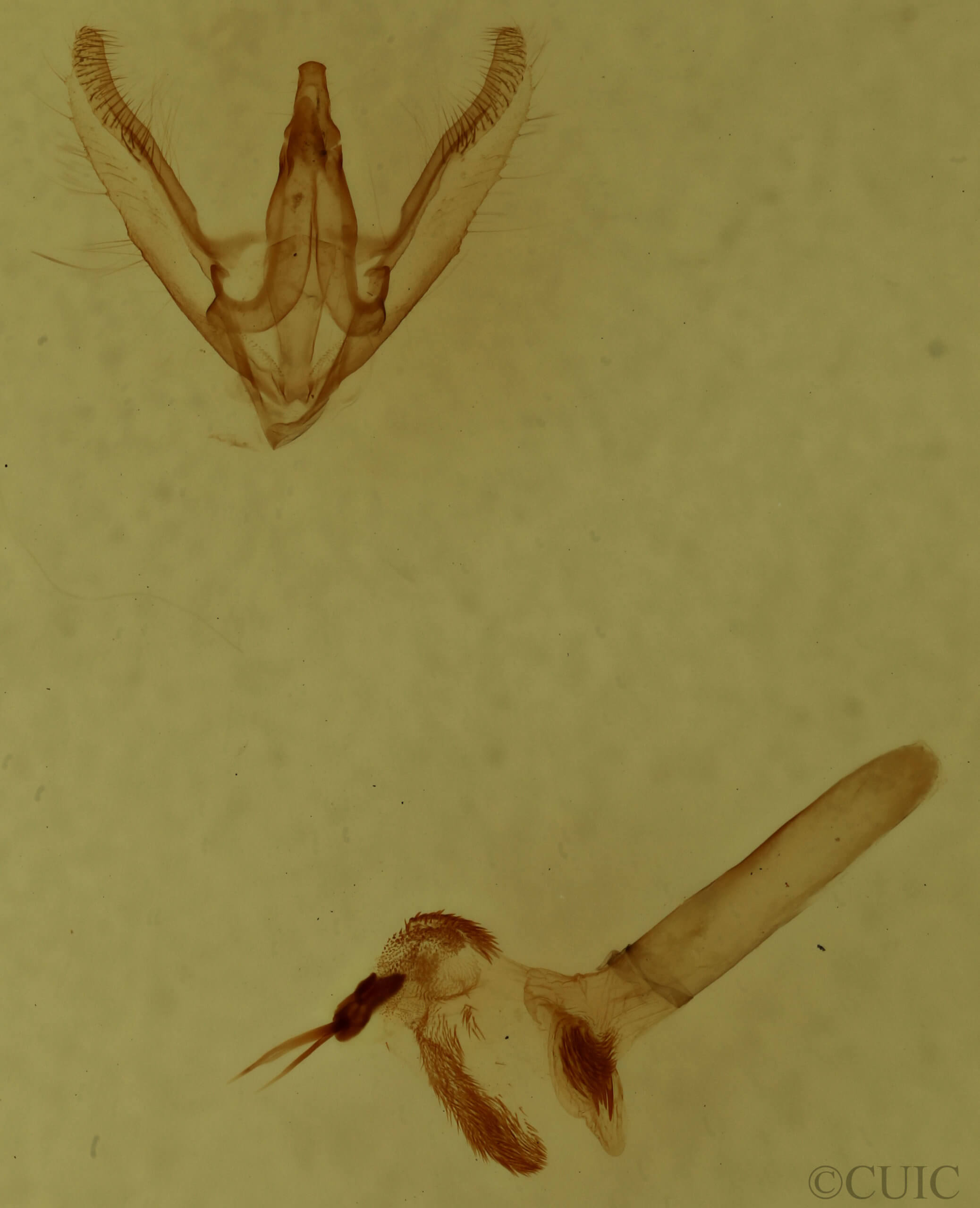 genitalia view of adult Anavitrinella pampinaria