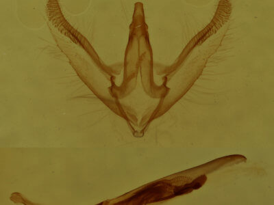 genitalia view of adult Anavitrinella pampinaria