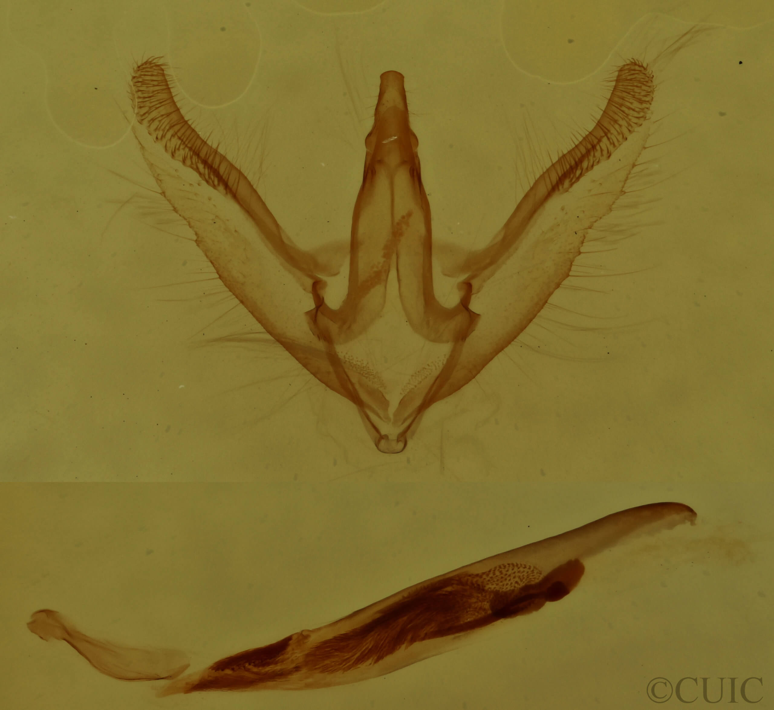 genitalia view of adult Anavitrinella pampinaria