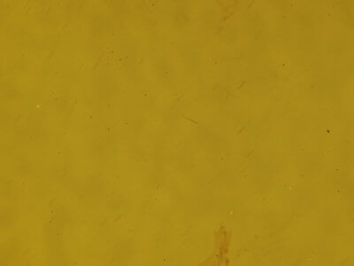 genitalia view of adult Antepione thisoaria