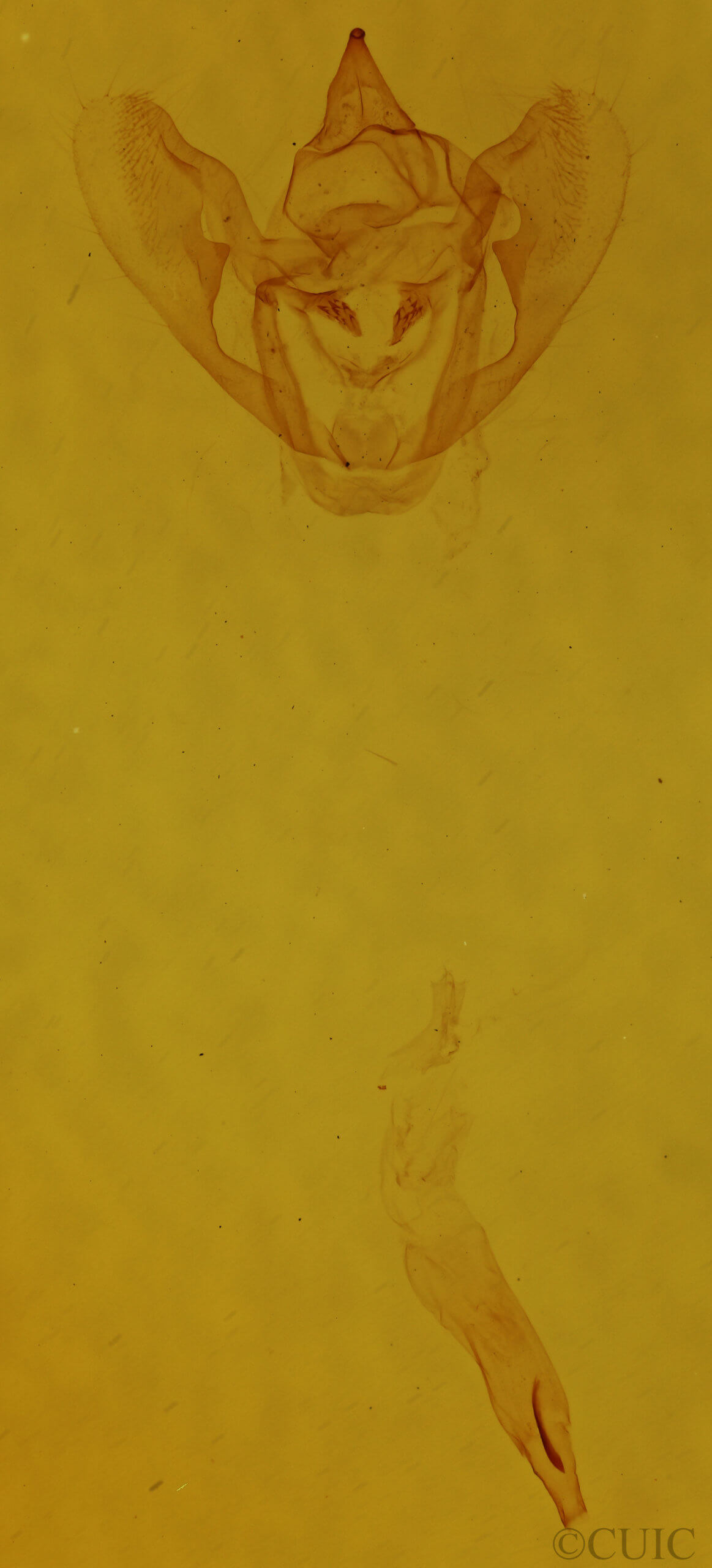 genitalia view of adult Antepione thisoaria