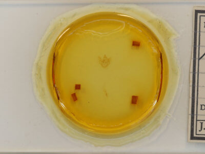 slide view of adult Antepione thisoaria