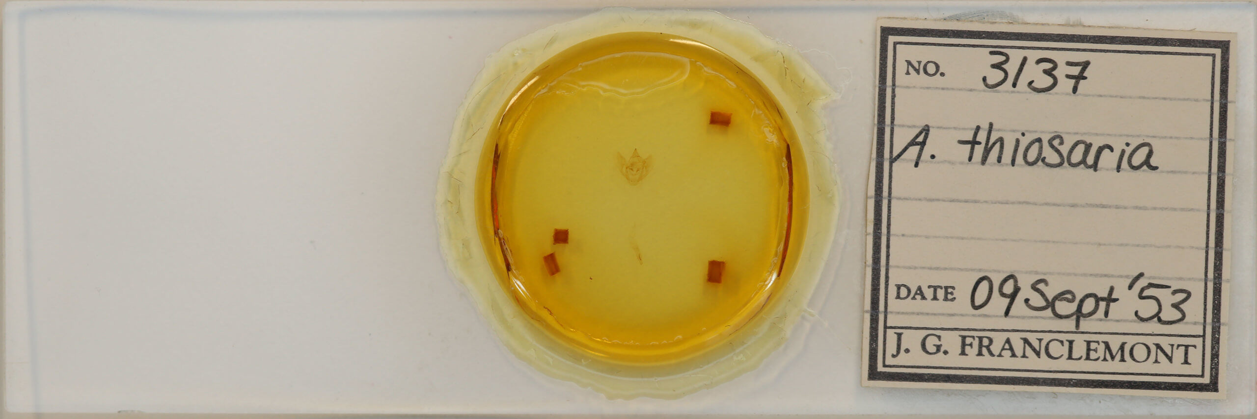 slide view of adult Antepione thisoaria