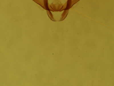 genitalia view of adult Antepione thisoaria