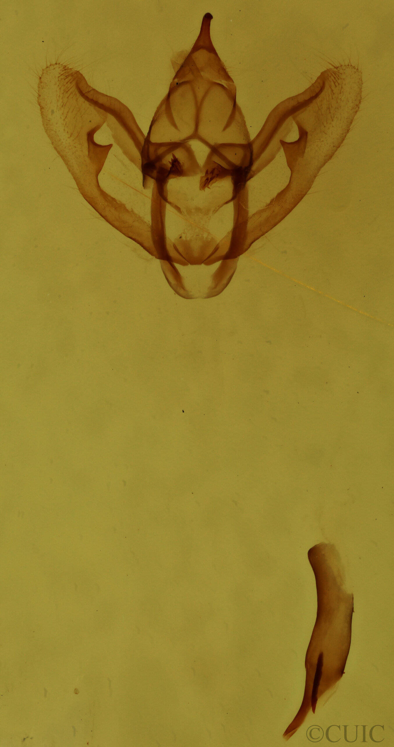 genitalia view of adult Antepione thisoaria
