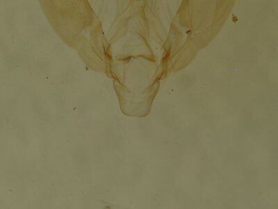 genitalia view of adult Antiblemma concinnula