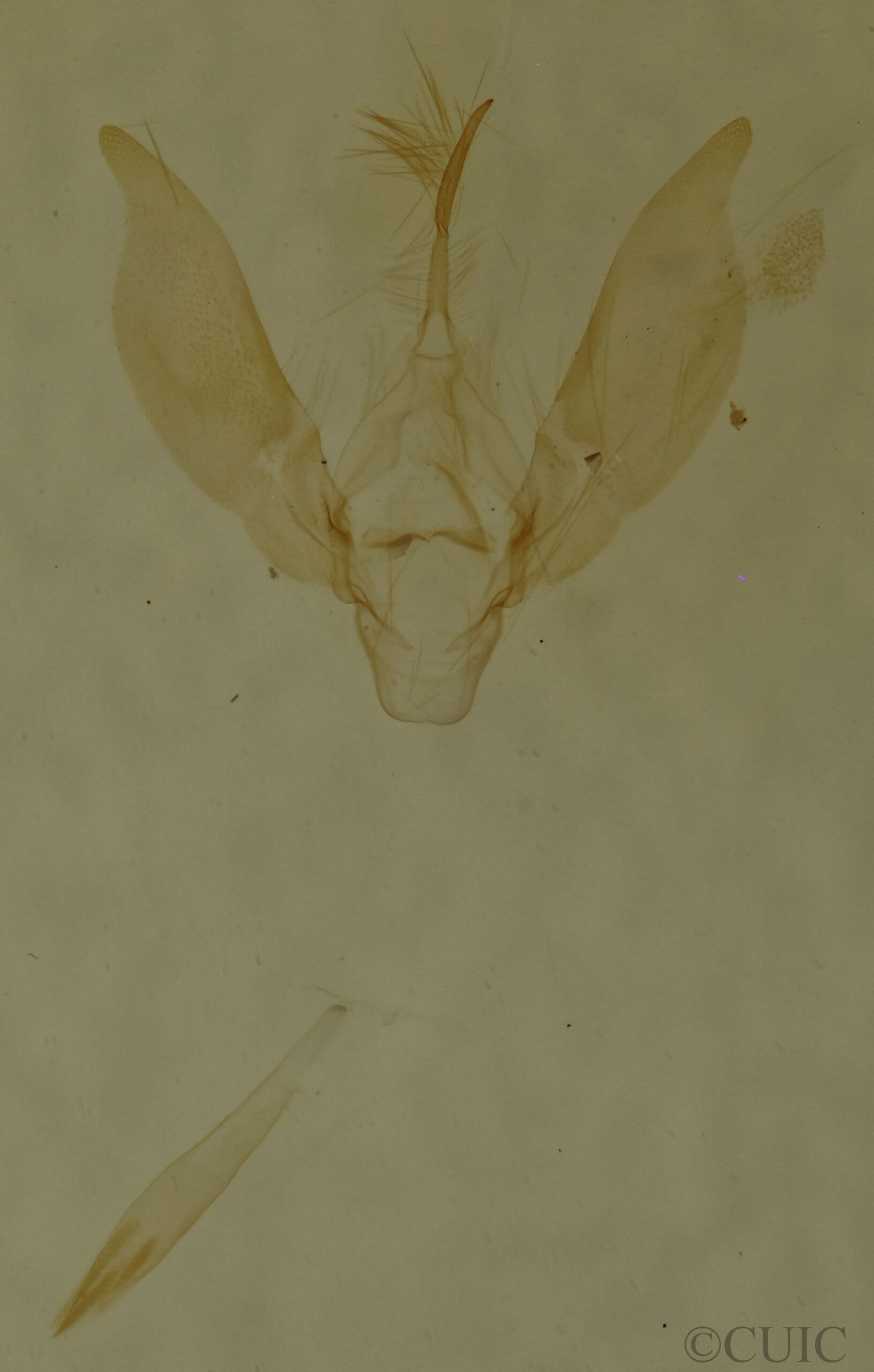 genitalia view of adult Antiblemma concinnula