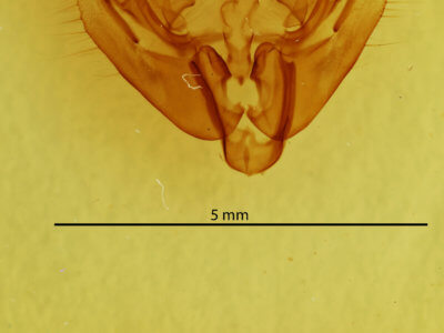 genitalia view of adult Apamea burgessi