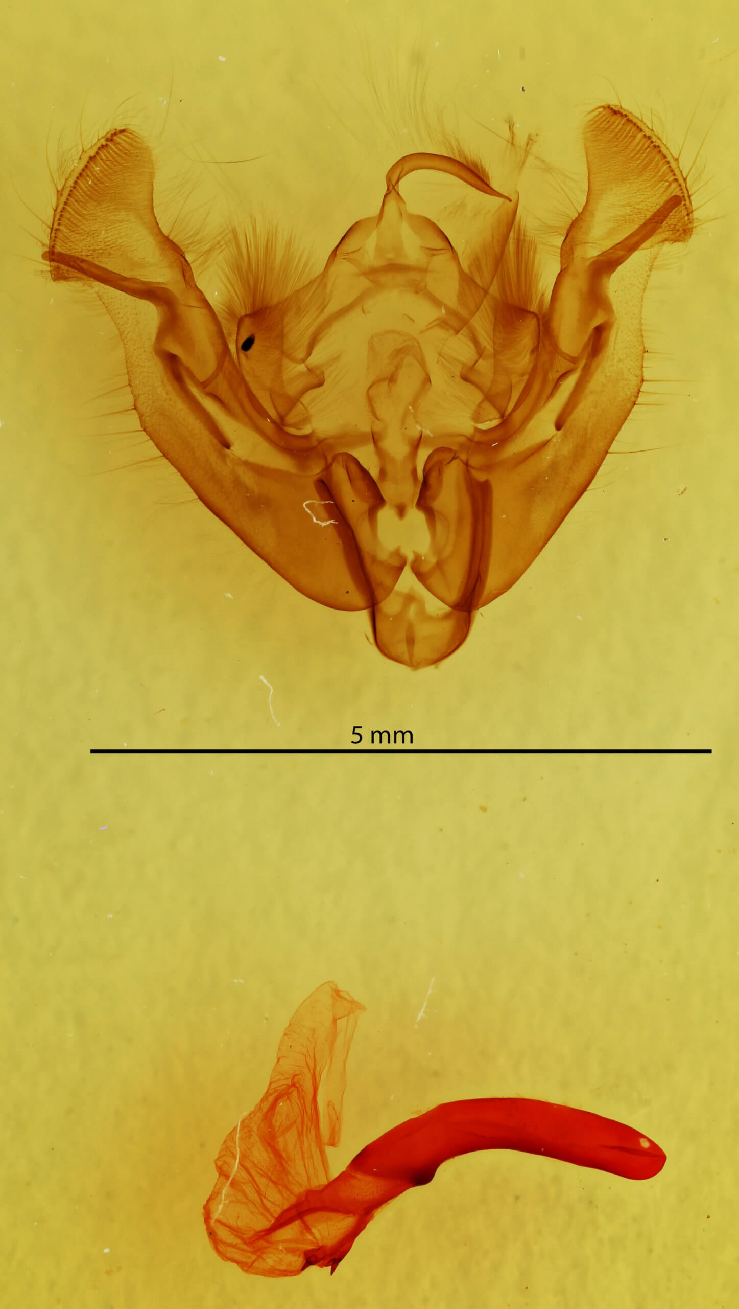 genitalia view of adult Apamea burgessi