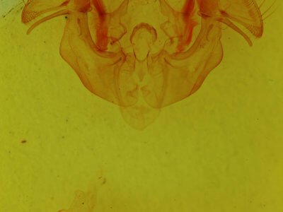 genitalia view of adult Apamea dubitans