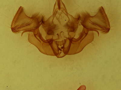 genitalia view of adult Apamea vulgaris
