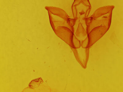genitalia view of adult Apantesis carlotta