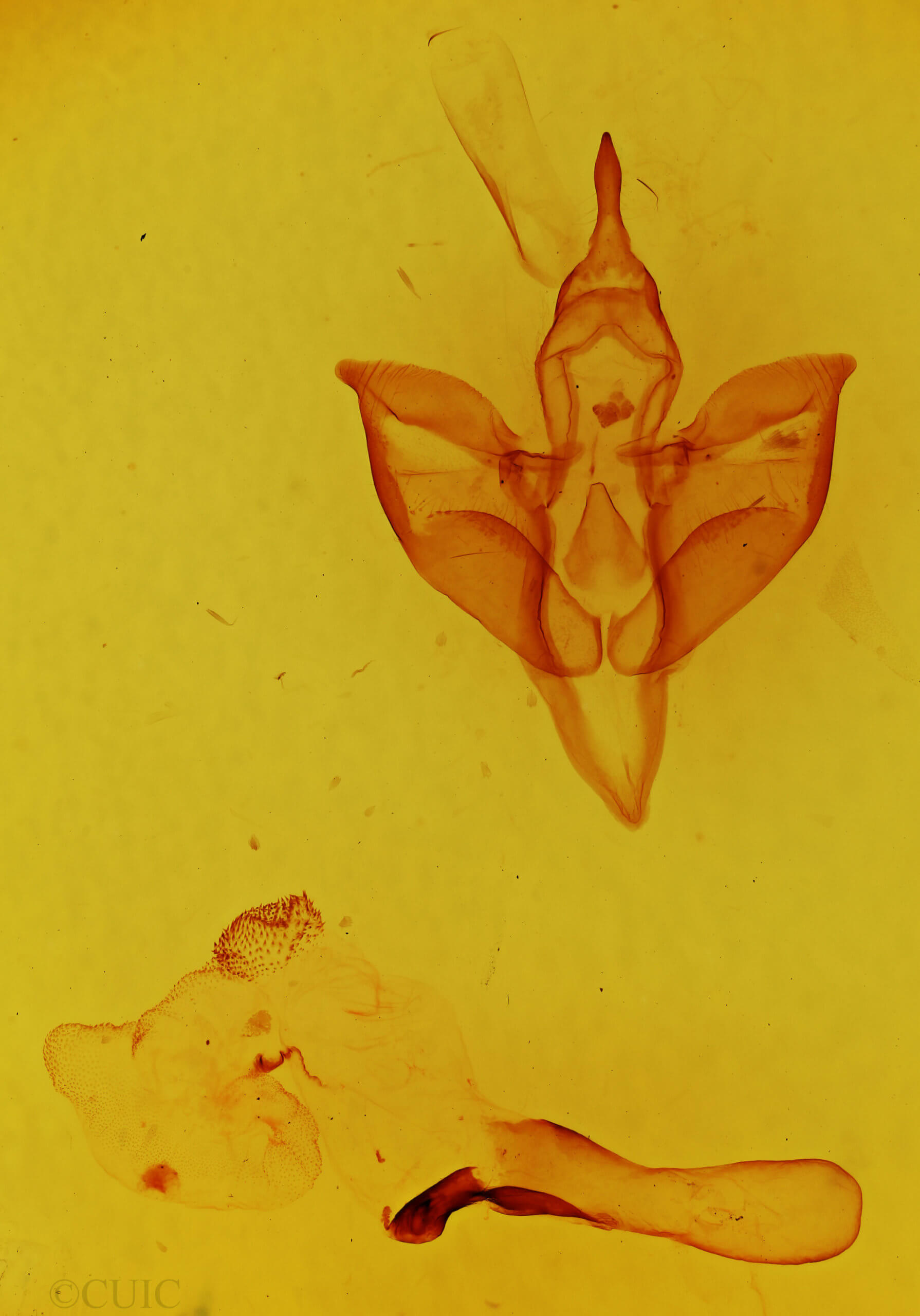 genitalia view of adult Apantesis carlotta