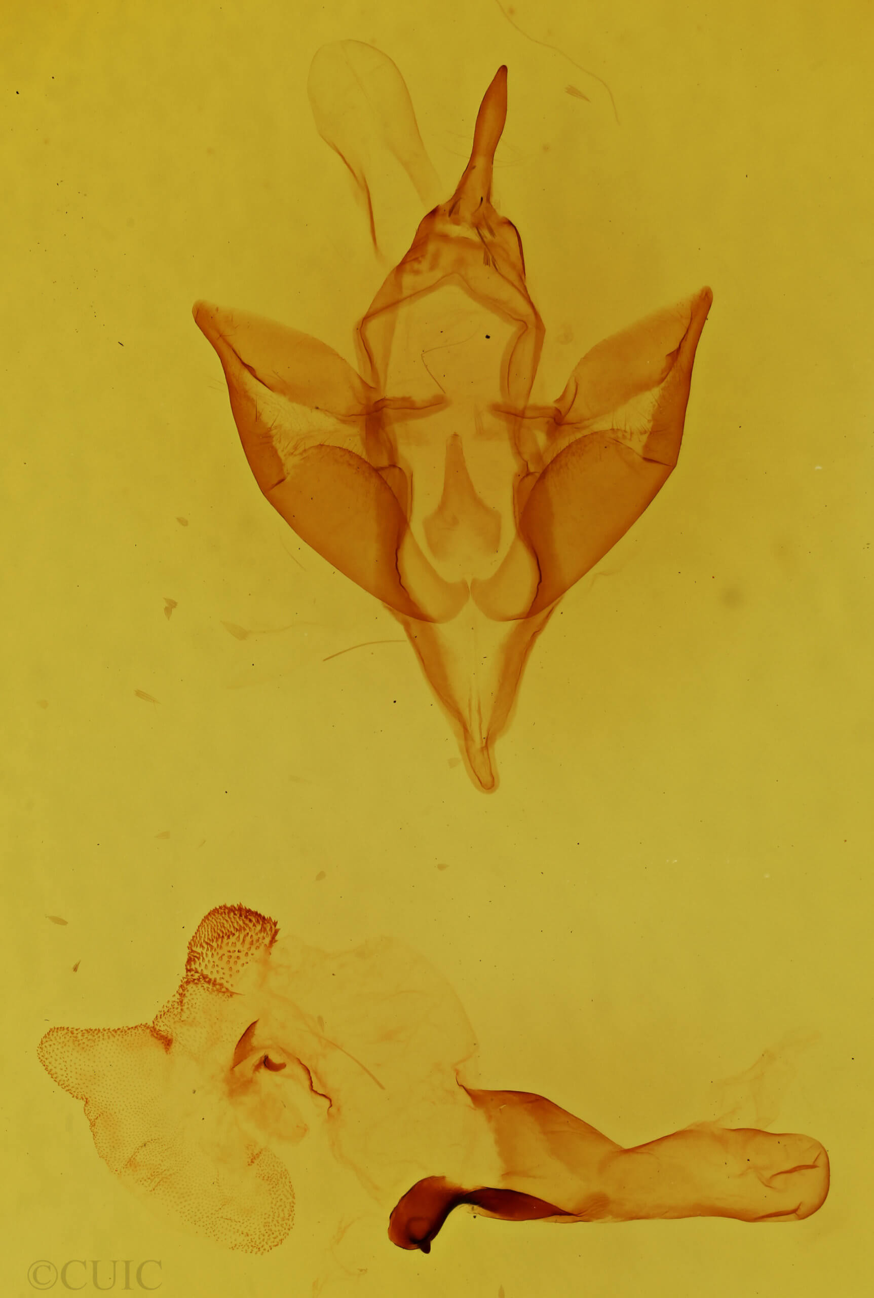 genitalia view of adult Apantesis carlotta