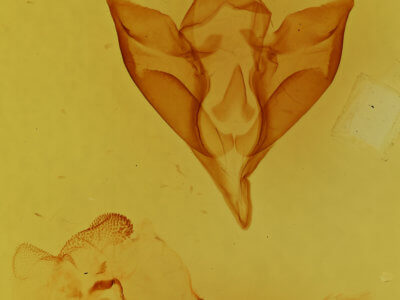 genitalia view of adult Apantesis nais