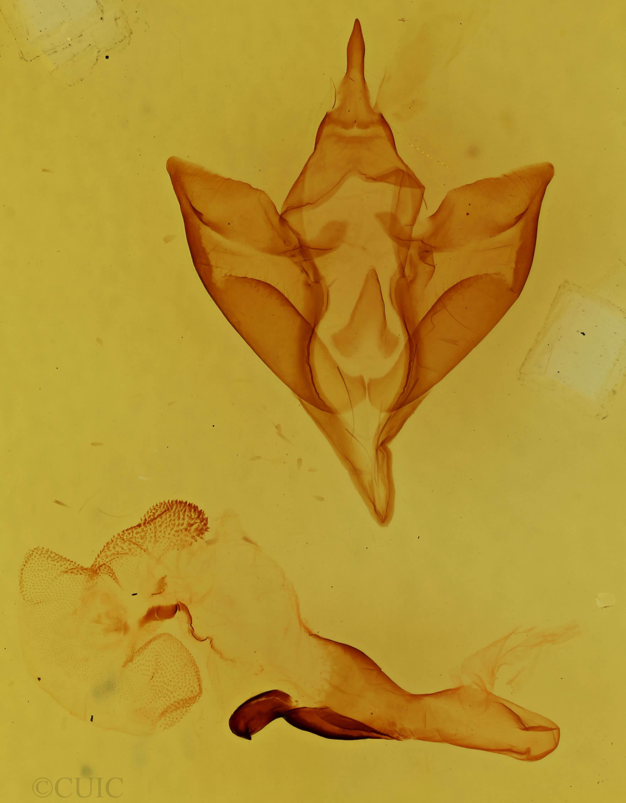 genitalia view of adult Apantesis nais