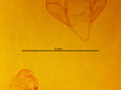 genitalia view of adult Apantesis parthenice