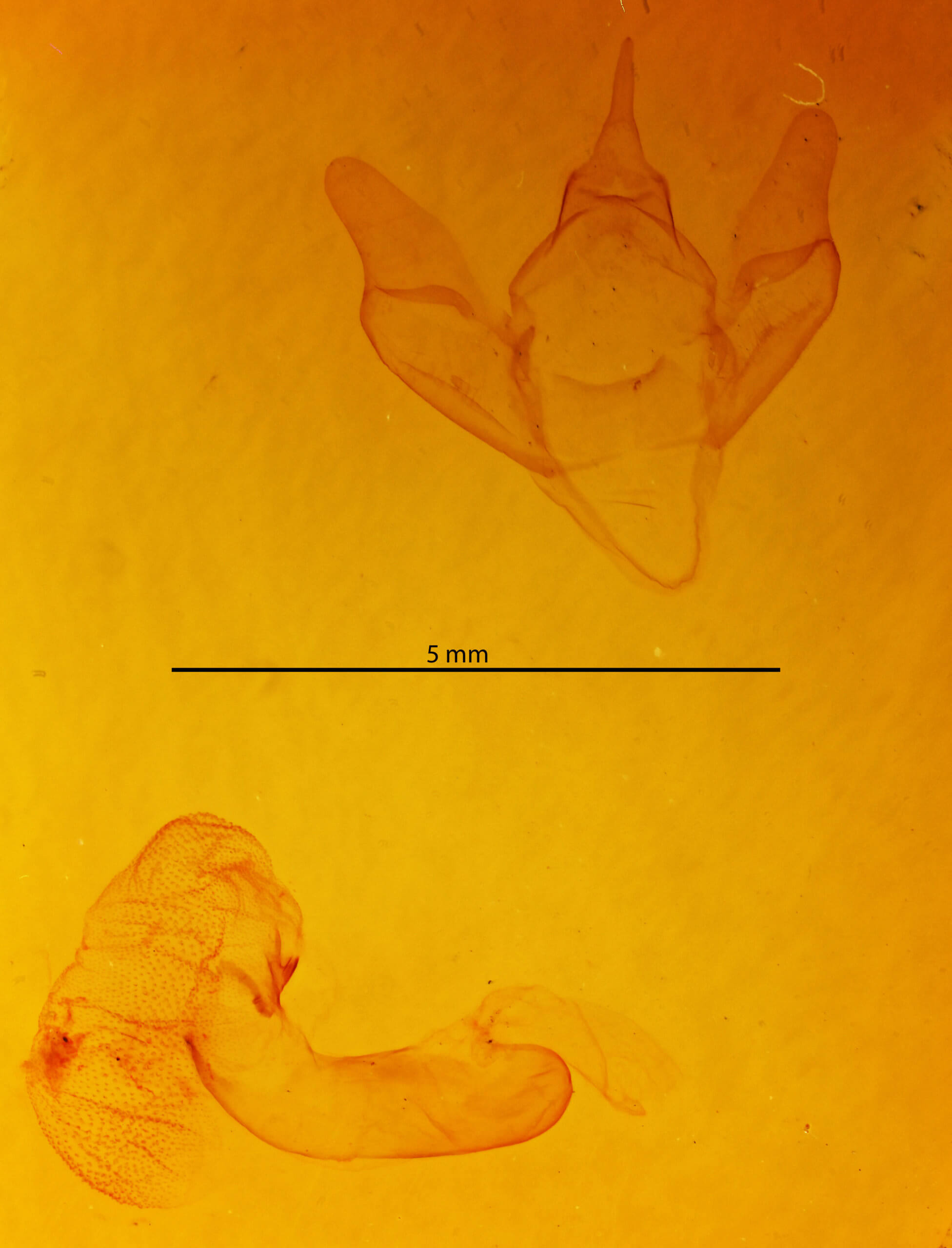 genitalia view of adult Apantesis parthenice