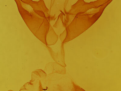 genitalia view of adult Apantesis phalerata