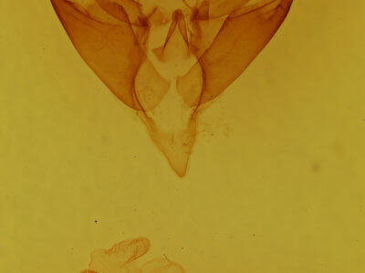 genitalia view of adult Apantesis phalerata