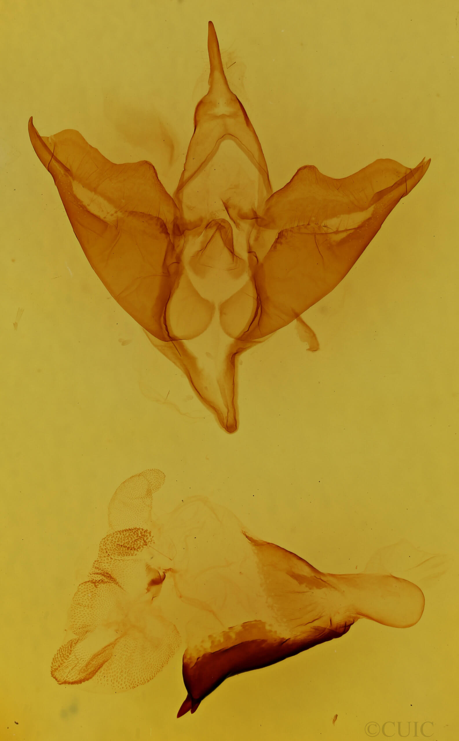 genitalia view of adult Apantesis phalerata