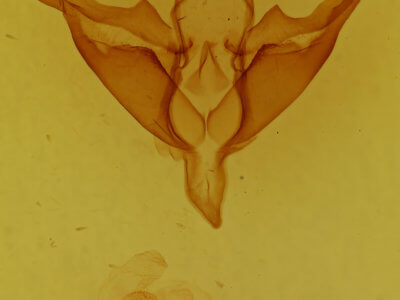genitalia view of adult Apantesis phalerata