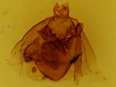 genitalia view of adult Apantesis phalerata