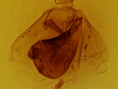 genitalia view of adult Apantesis phalerata