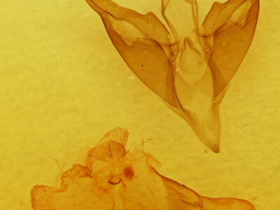 genitalia view of adult Apantesis phalerata