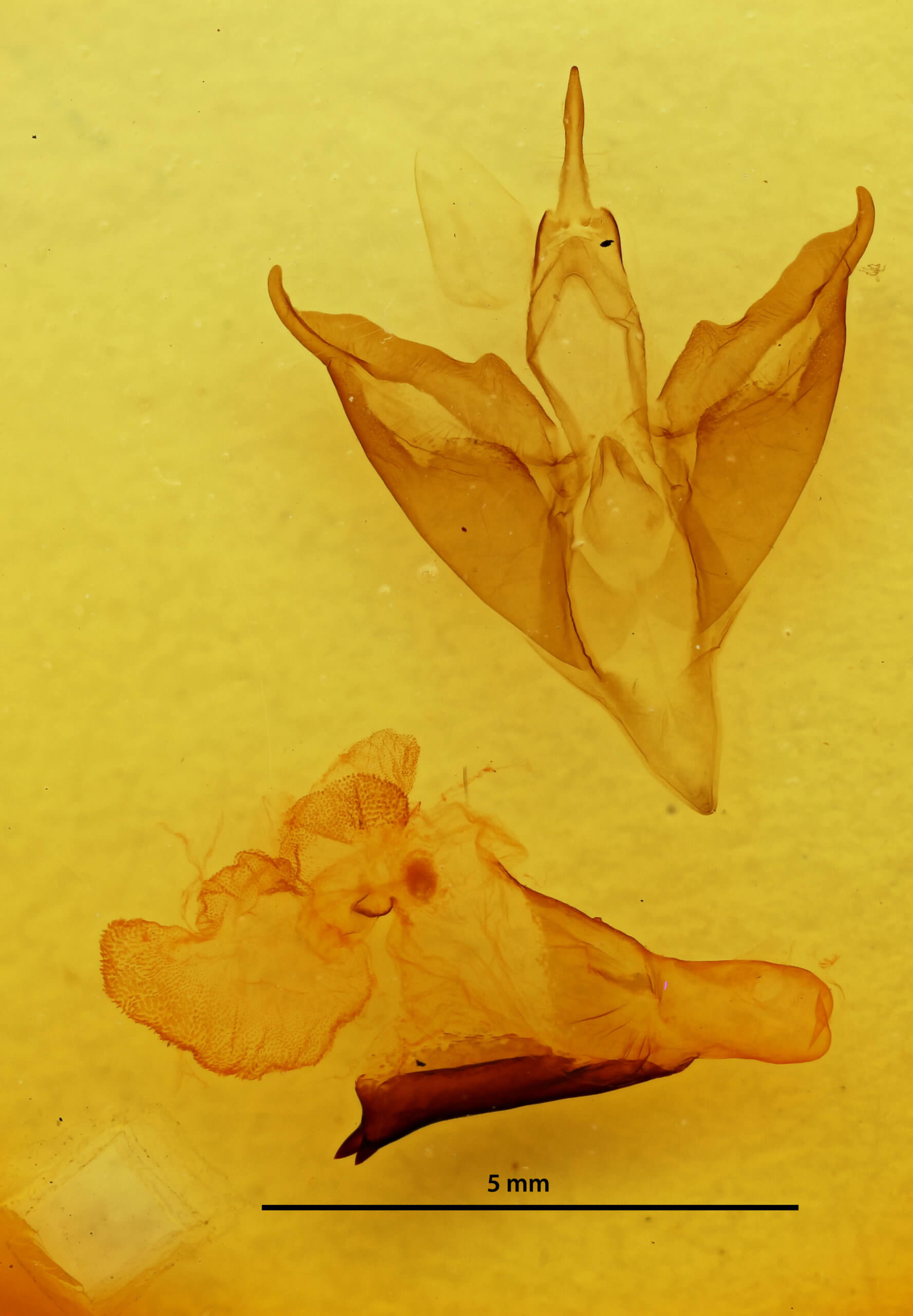 genitalia view of adult Apantesis phalerata