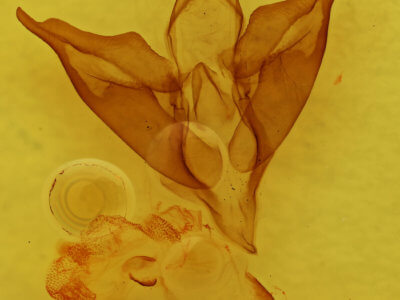 genitalia view of adult Apantesis phalerata