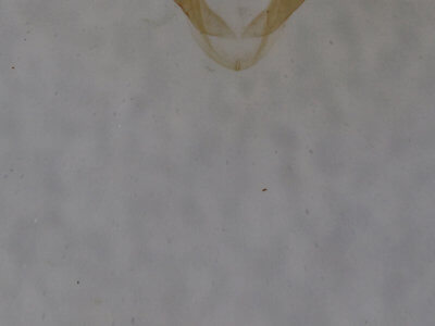 genitalia view of adult Arugisa latiorella