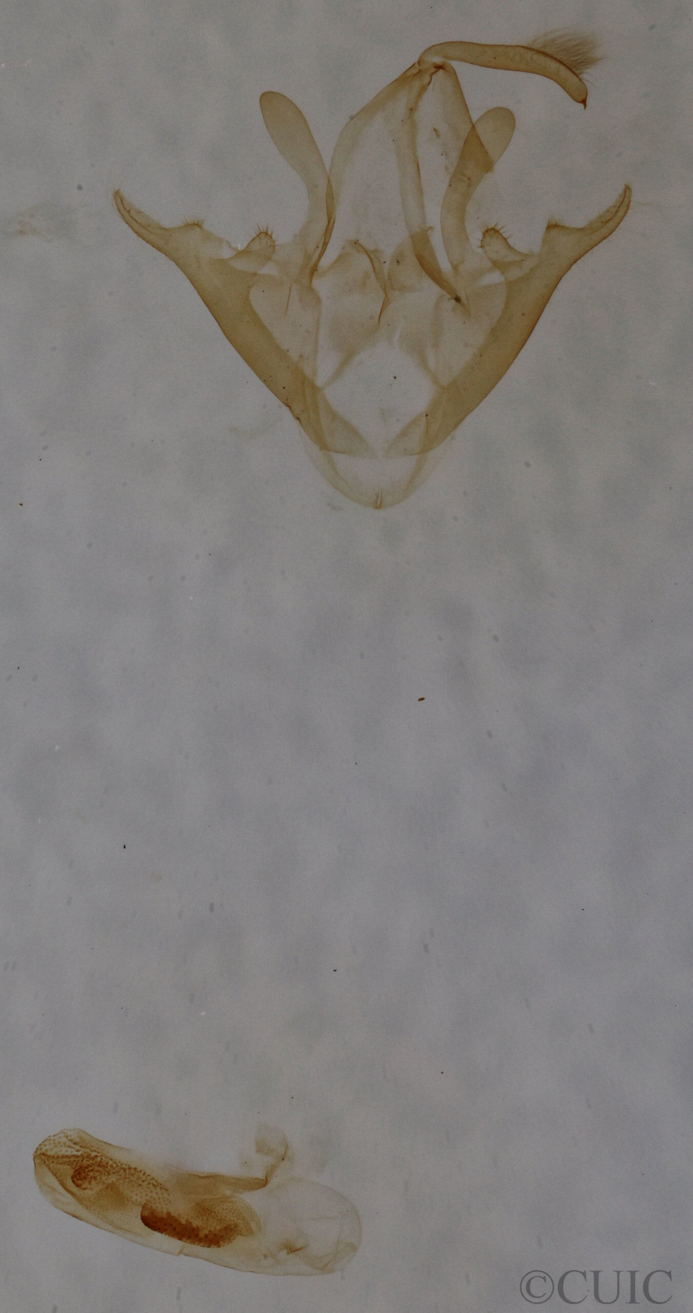 genitalia view of adult Arugisa latiorella