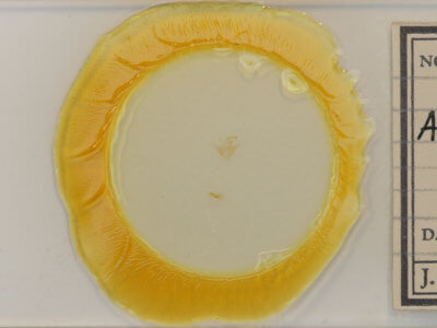 slide view of adult Arugisa latiorella