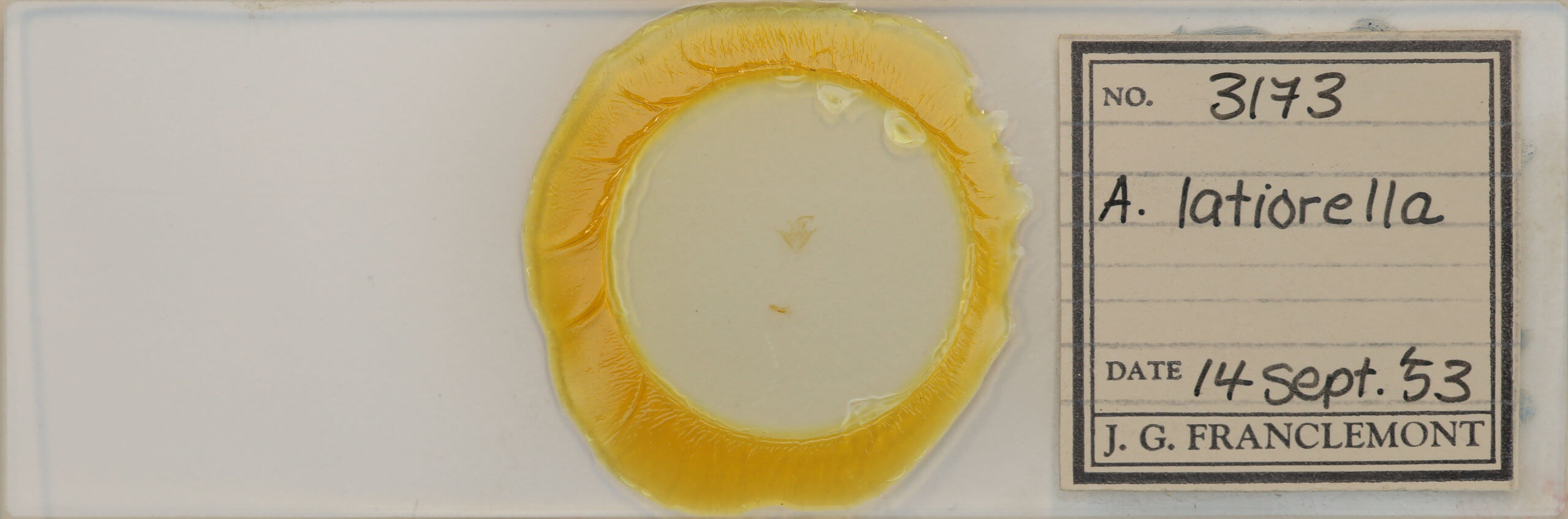 slide view of adult Arugisa latiorella