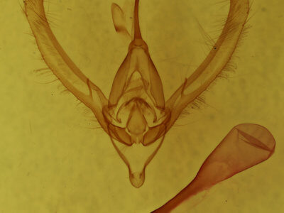 genitalia view of adult Autographa precationis