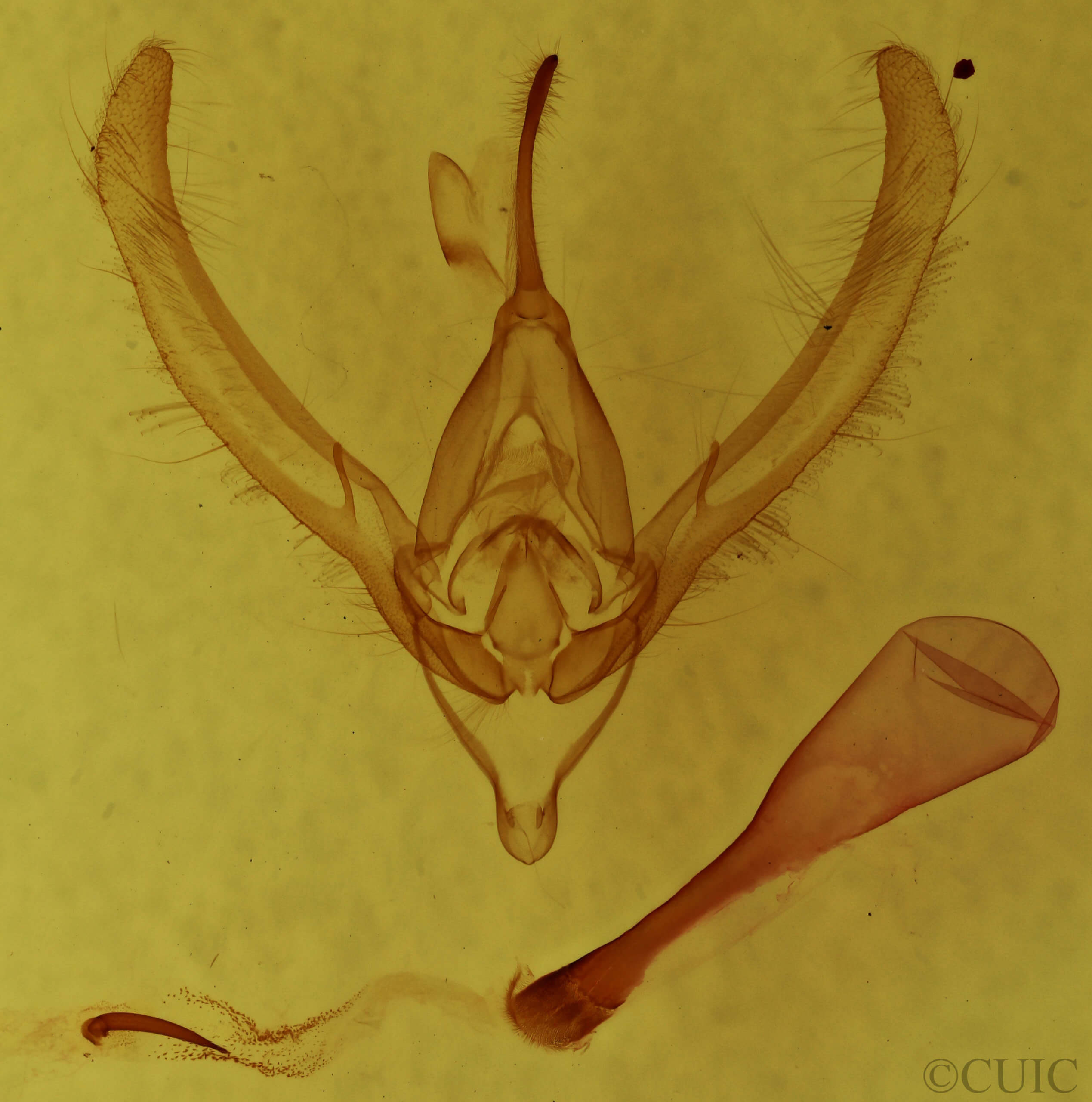 genitalia view of adult Autographa precationis