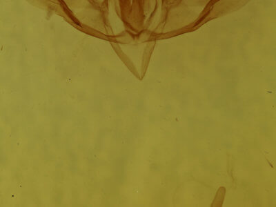 genitalia view of adult Baileya ophthalmica
