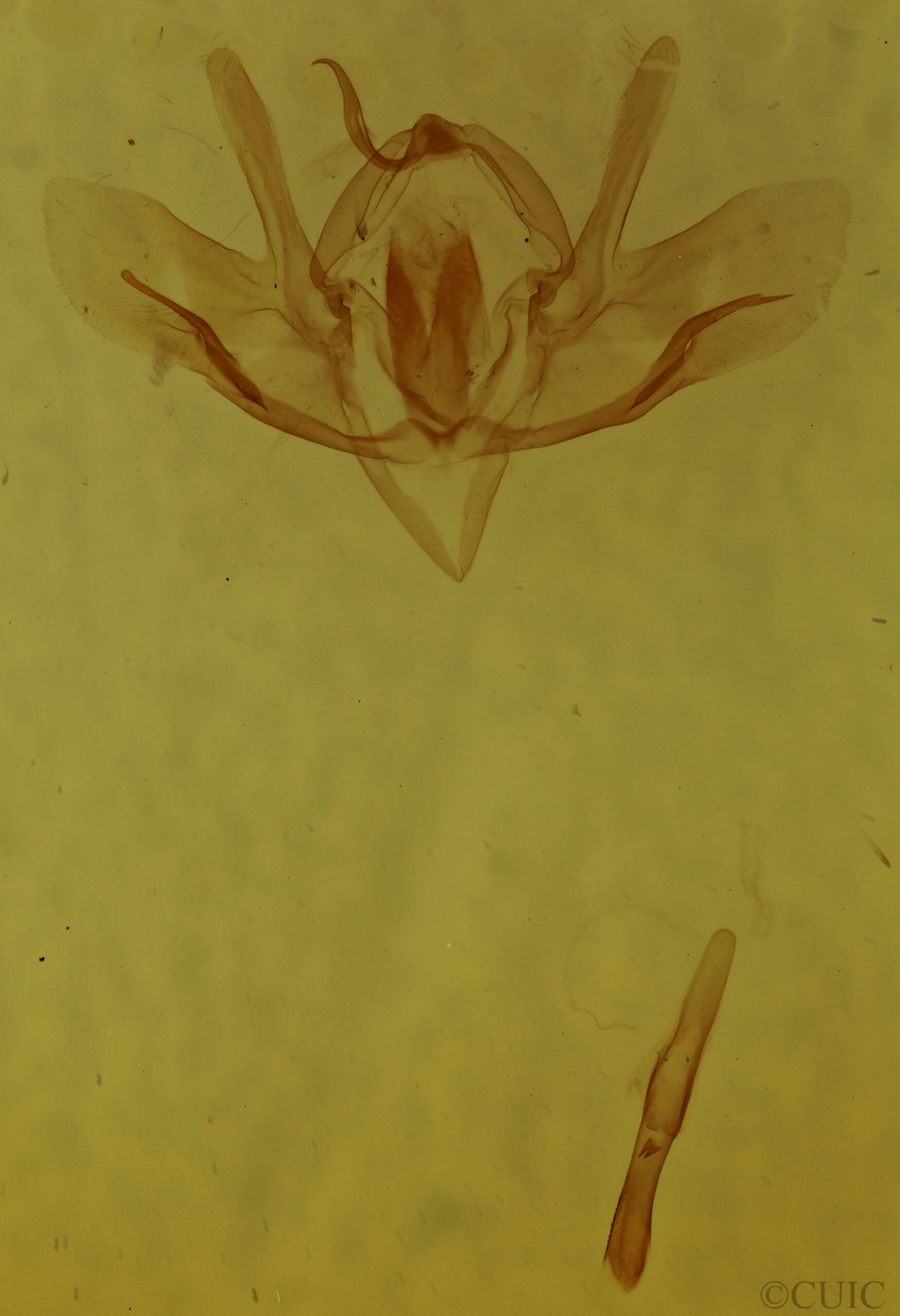 genitalia view of adult Baileya ophthalmica
